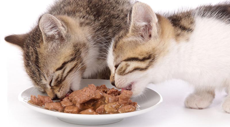 Коты едят кошачий корм