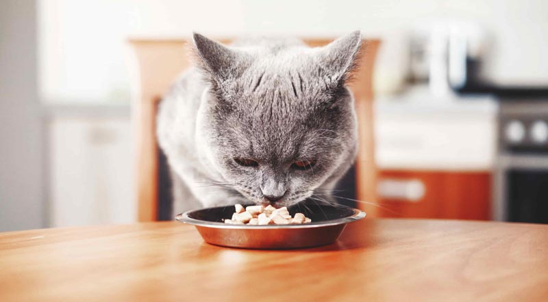 Кот ест из миски
